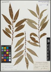 Foto von Salix alba L. x Salix fragilis L.